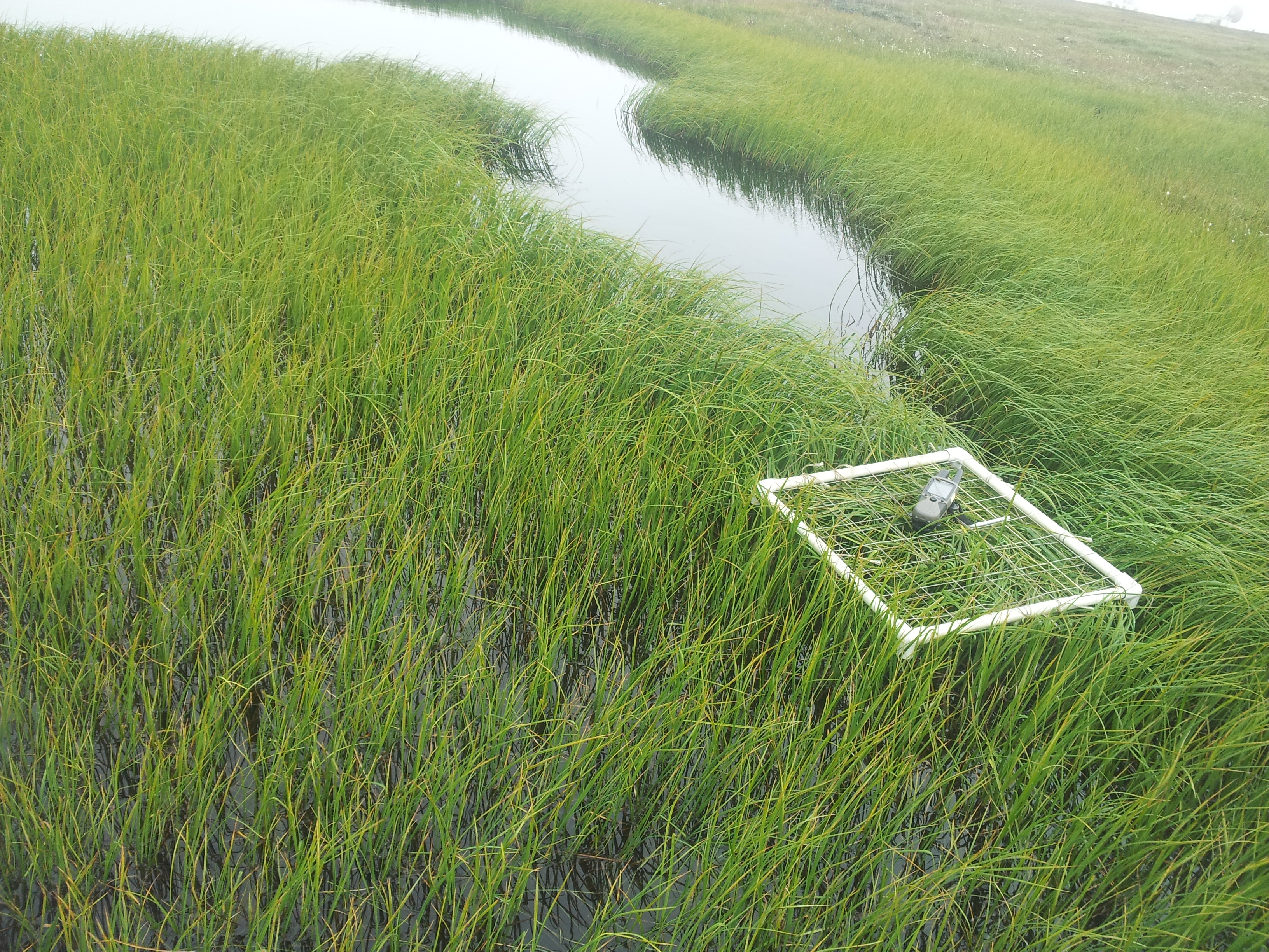 Wetlands Delineation